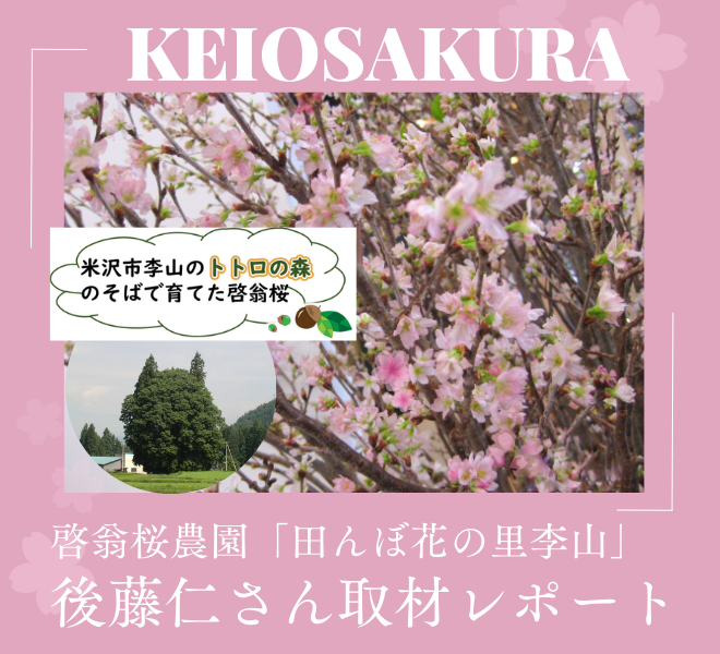 啓翁桜　終了となりました。 🌸啓翁桜🌸の育て方を農家さん調査してきました！！（取材レポート