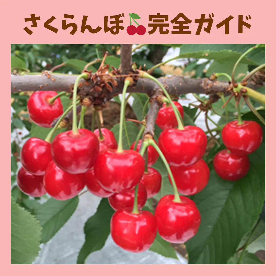 2026年 山形さくらんぼ完全ガイド】品種、選び方、食べ比べまで！｜道