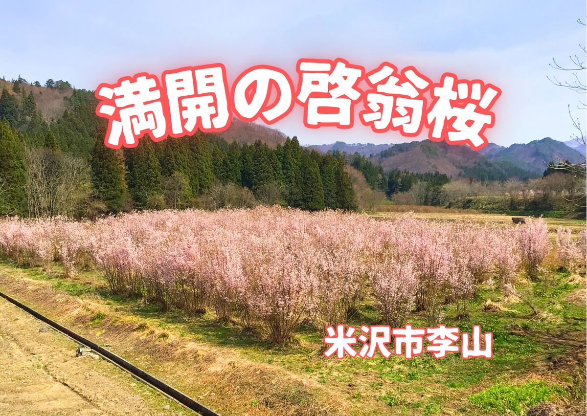 絶景！満開の啓翁桜 2026.4.14｜道の駅米沢