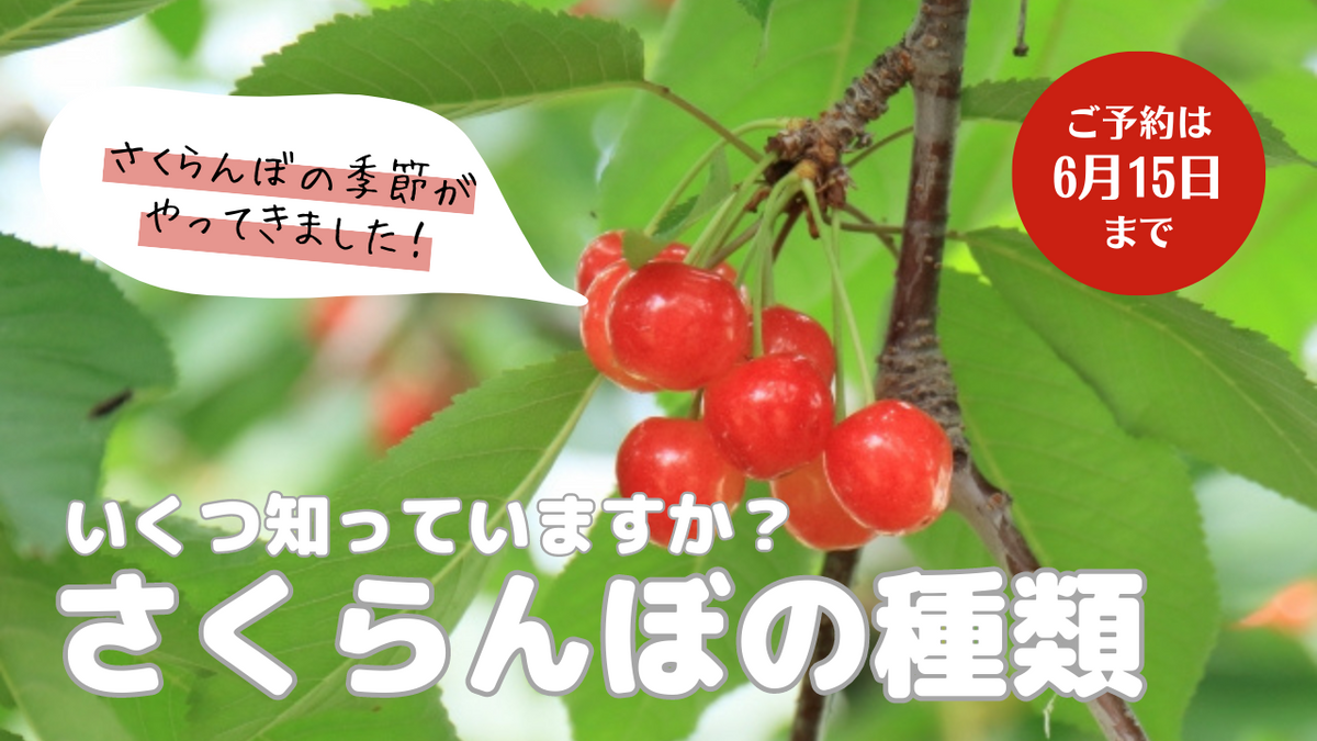 さくらんぼの種類🍒｜道の駅米沢
